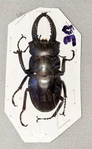 Beetle - Odontolabis Leuthneri Male 65mm,  -