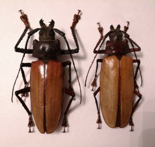 Rare 87/81mm Remphan (rhaphipodus) Hopei Pair A1 Prioninae Cerambycidae