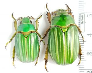 Scarabaeidae,  Rutelinae Chrysina Adelaida Green Form Mexico Pair