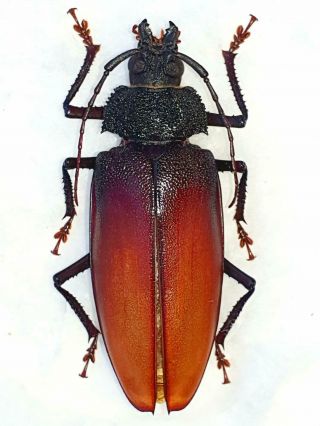 Very Rare Prioninae Ialyssus Tuberculatus Female Huge Xxl 70mm,  French Guiana