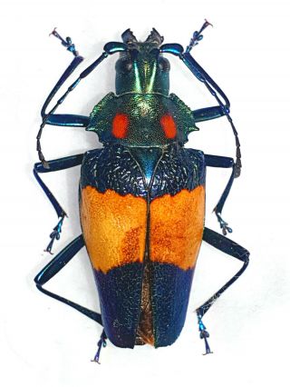 Charmallaspis Pulcherrima Female Huge Xxl 30mm,  Cerambycidae Peru