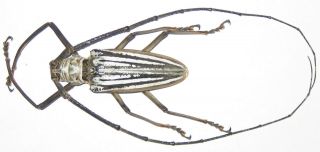 Cerambycidae Batocera Lamondi Male A1 65mm (solomon Islands)