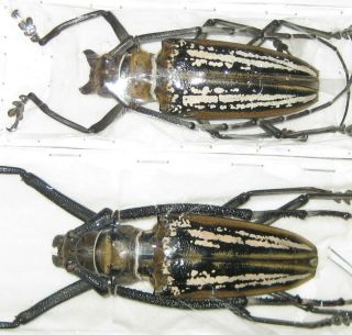Cerambycidae Batocera Wallacei Pair A1 Male 76mm (jayapura,  West Papua) Xl
