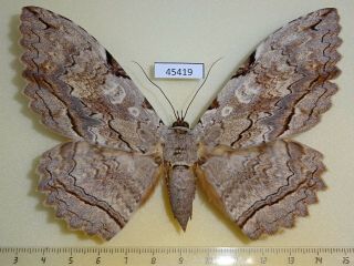 45419p Noctuidae Thysania Zenobia F Dominicana