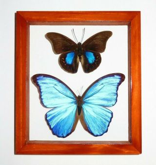 2 Real Framed Butterfly Blue Morpho Didius & Prepona C.  Mounted Double Glass