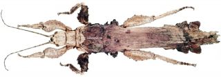Insect - Phasmidae Rare Peruvian Phasmidae Sp.  - Peru - 81mm.