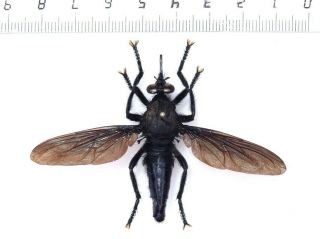 Giant Fly Asilidae Diptera Sp.  1,  Madagascar,  Wingspan 71 Mm