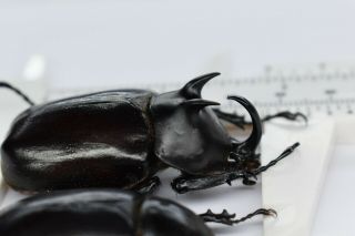 B35920 – Eupatorus Endoi Species? Beetles,  Insects Dak Nong Vietnam 47mm???