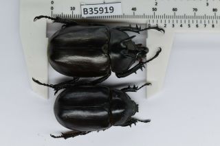 B35920 – Eupatorus endoi species? Beetles,  insects DAK NONG vietnam 47MM??? 2
