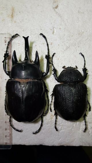 Beetle Megasoma Actaeon Male 11 Cm.  Ecuador Papered Pair
