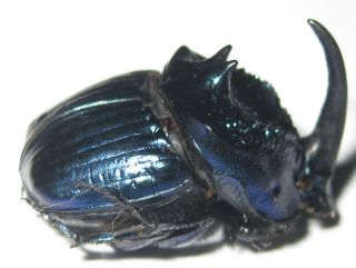 Scarabaeinae Phanaeus Furiosus Pseudofurcosus Pair Male A1 Female A2 (mexico)