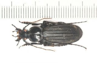 Carabidae Carabus Apotomopterus Coptolabrus South Yunnan (1)