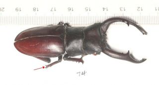 Lucanidae Hexarthrius Sp.  74mm West Yunnan