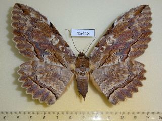45418p Noctuidae Thysania Zenobia F Dominicana