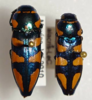 Thrincopyge Alacris Pair Mexico Bp139 Buprestid Jewel Beetle Calodema Temognatha