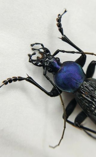 Carabidae,  Carabus Sp,  Apotomopterus,  Rare,  Purple,  China