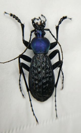 Carabidae,  Carabus sp,  Apotomopterus,  RARE,  purple,  China 2