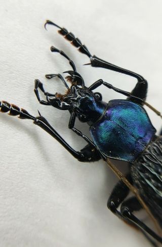 Carabidae,  Carabus Sp,  Apotomopterus,  Rare,  Blue,  China