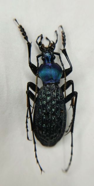 Carabidae,  Carabus sp,  Apotomopterus,  RARE,  Blue,  China 2
