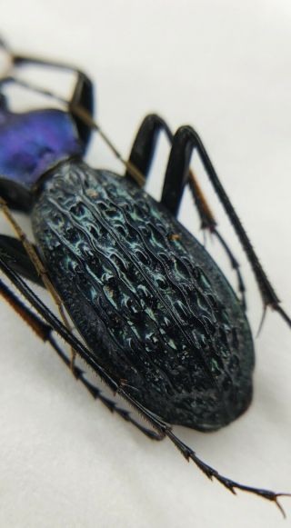 Carabidae,  Carabus sp,  Apotomopterus,  RARE,  Blue,  China 3