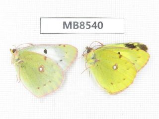 Butterfly.  Colias Poliographus Ssp.  S Of Henan,  Xinyang.  1p.  Mb8540.