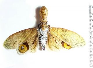 Hemiptera Fulgoridae Fulgora Sp.  Costa Rica