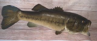 Vintage Large Real Skin Largemouth Bass Taxidermy Fish Mount Fishing Decor