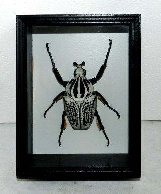 Goliathus Goliatus Orientalis Male Big Size In The Frame Of Expensive Wood