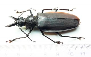 Cerambycidae 253 Macrodontia Crenata 6.  7cm Loreto Region - Dec 2020