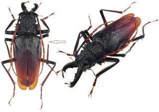 Insect Beetles Prioninae Psalidognathus Antonkozlovi 75 Mm Peru