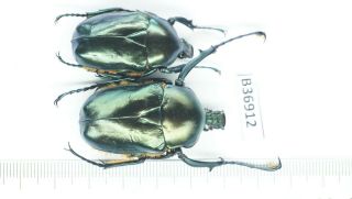 B36912 - Jumnos Ruckeri Species? Beetles.  Ha Giang Vietnam