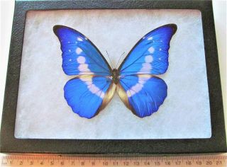 Morpho Helena Real Framed Butterfly Blue White H2