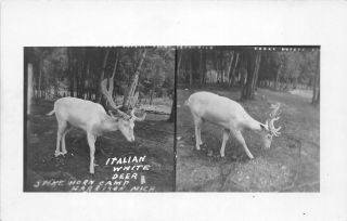 H44/ Harrison Michigan Rppc Postcard C50s Italian White Deer Buck Spike Horn 48