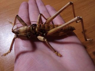 Orthoptera Tettigonioidea Saga Ephippigera A1 - / 1 Male / Armenia