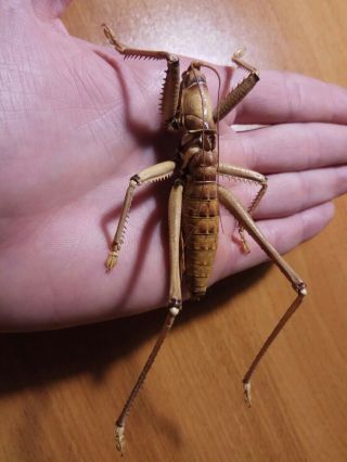 Orthoptera Tettigonioidea Saga Ephippigera A2 / 1 Male / Armenia