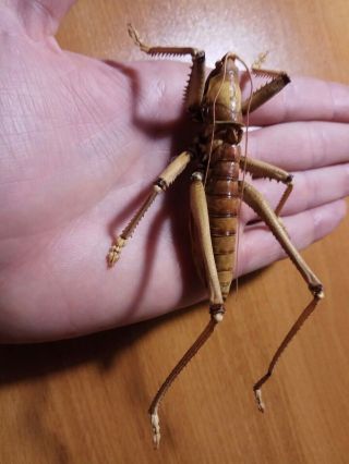 Orthoptera Tettigonioidea Saga Ephippigera A - / 1 Male / Armenia
