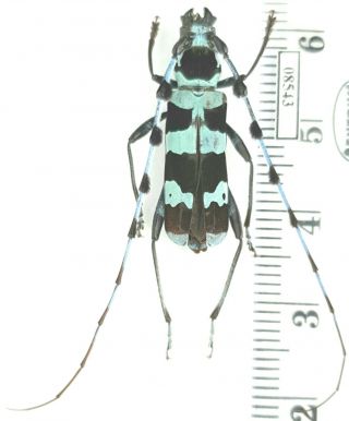 Cerambycidae Rosalia Coelestis Russia,  S Primorye Reg.  Rare & Interesting Form