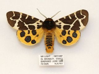 Garden Tiger - Arctia Caja - A Male Aberration Yellow Colour Form