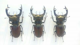 Coleoptera Lucanidae Lucanus Cervus A2 - Glue/ 3 Male / 79/78/76 Mm / Ukraina