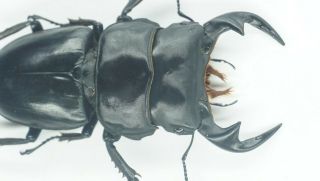 B35989 – Dorcus Curvidens Species? Beetles,  Insects Yen Bai Vietnam 79mm