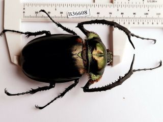 B36608 - Dynastidae: Cheirotonus Jansoni Ps.  Beetles Cao Bang Vietnam 73mm