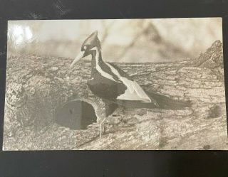 1940 Ivory Billed Woodpecker Photo Cornell University Arthur Allen Reference