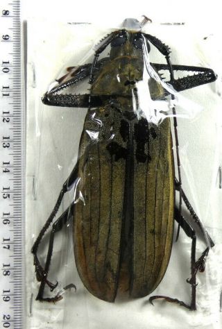 Beetles,  (02270),  Xixuthrus Microcerus Lunicollis,  111 Mm,  Male,  Buru Isl.