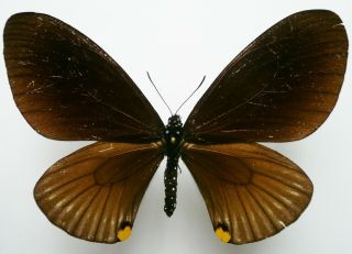 Papilio (chilasa) Slateri Hewitsoni Female From Sabah,  North Borneo,  Very Rare,