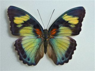 Fantastic Euphaedra Themis Group Female Nymphaliidae Nymphalidae Cameroon