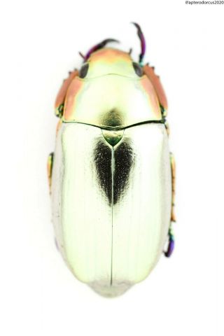 Chrysina Sp. ,  Central America,  Full Data,  Perfect Colour And Body.