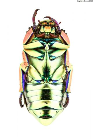 Chrysina sp. ,  Central America,  Full data,  perfect colour and body. 2