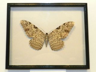 Thysania Agrippina.  Real Butterfly In A Frame Made Of Expensive Wood.