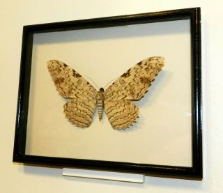 Thysania agrippina.  Real butterfly in a frame made of expensive wood. 2