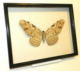 Thysania agrippina.  Real butterfly in a frame made of expensive wood. 3